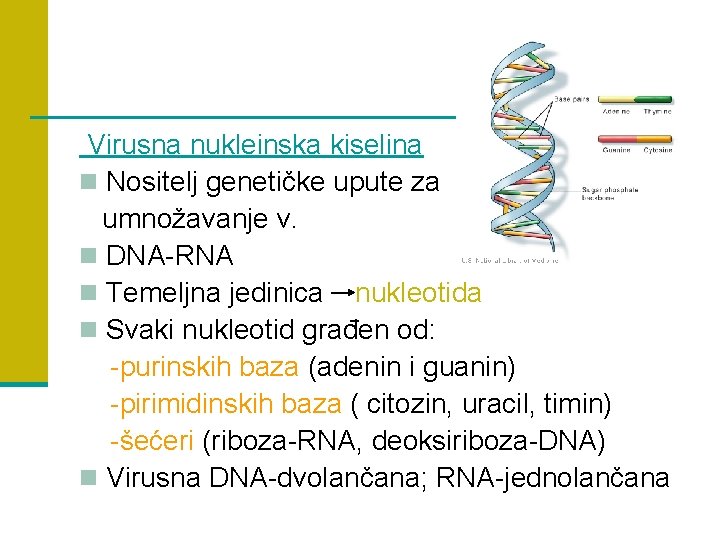 Virusna nukleinska kiselina n Nositelj genetičke upute za umnožavanje v. n DNA-RNA n Temeljna