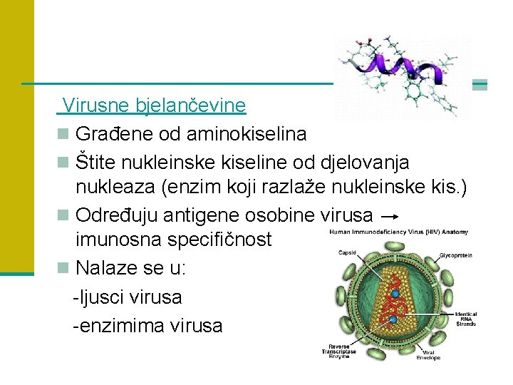 Virusne bjelančevine n Građene od aminokiselina n Štite nukleinske kiseline od djelovanja nukleaza (enzim