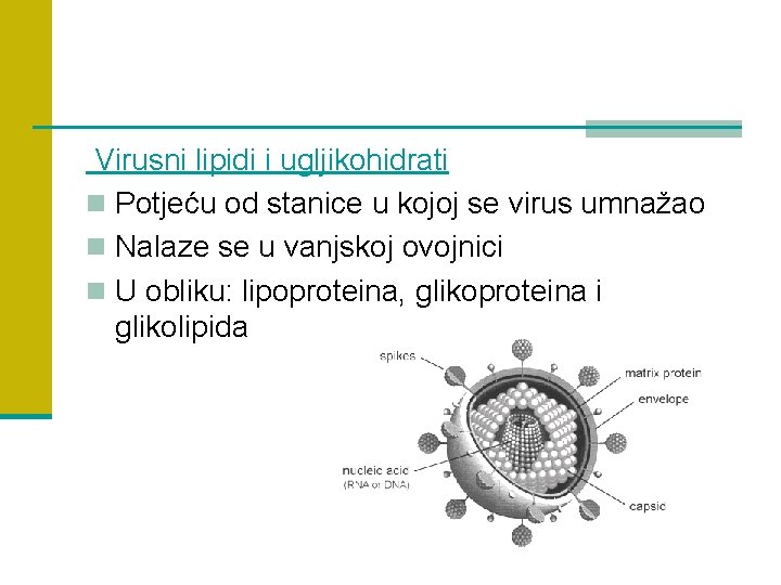 Virusni lipidi i ugljikohidrati n Potjeću od stanice u kojoj se virus umnažao n