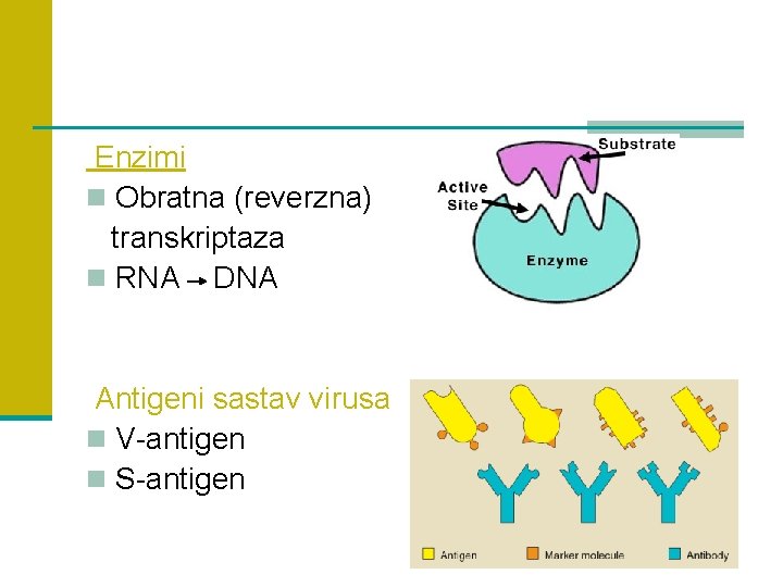 Enzimi n Obratna (reverzna) transkriptaza n RNA DNA Antigeni sastav virusa n V-antigen n