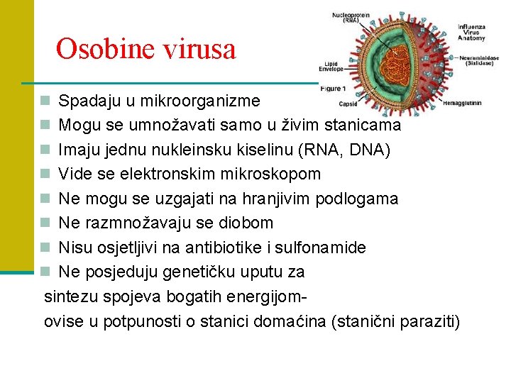 Osobine virusa n Spadaju u mikroorganizme n Mogu se umnožavati samo u živim stanicama