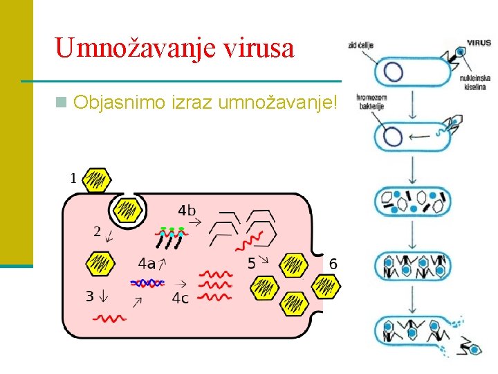 Umnožavanje virusa n Objasnimo izraz umnožavanje! 