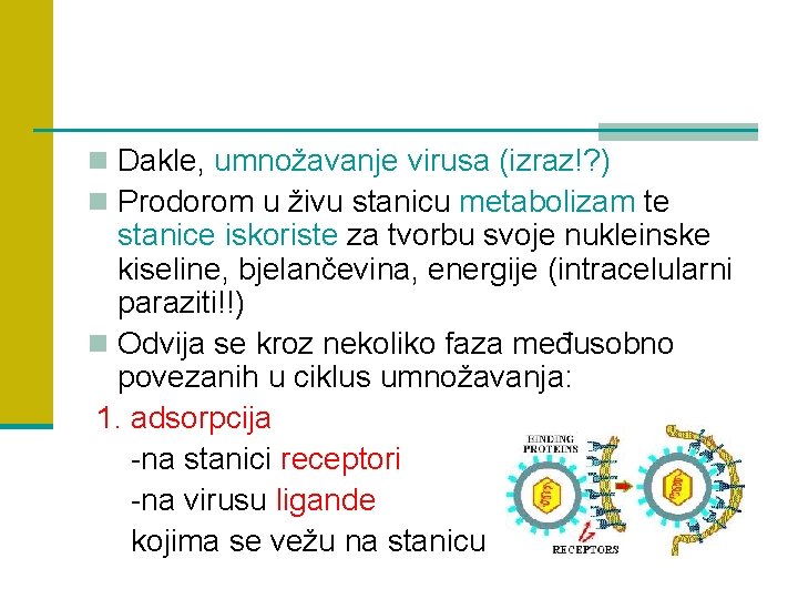 n Dakle, umnožavanje virusa (izraz!? ) n Prodorom u živu stanicu metabolizam te stanice