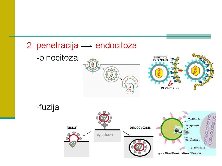 2. penetracija -pinocitoza -fuzija endocitoza 