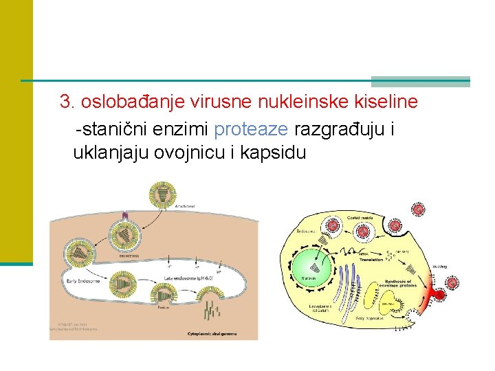 3. oslobađanje virusne nukleinske kiseline -stanični enzimi proteaze razgrađuju i uklanjaju ovojnicu i kapsidu