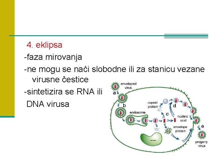 4. eklipsa -faza mirovanja -ne mogu se naći slobodne ili za stanicu vezane virusne