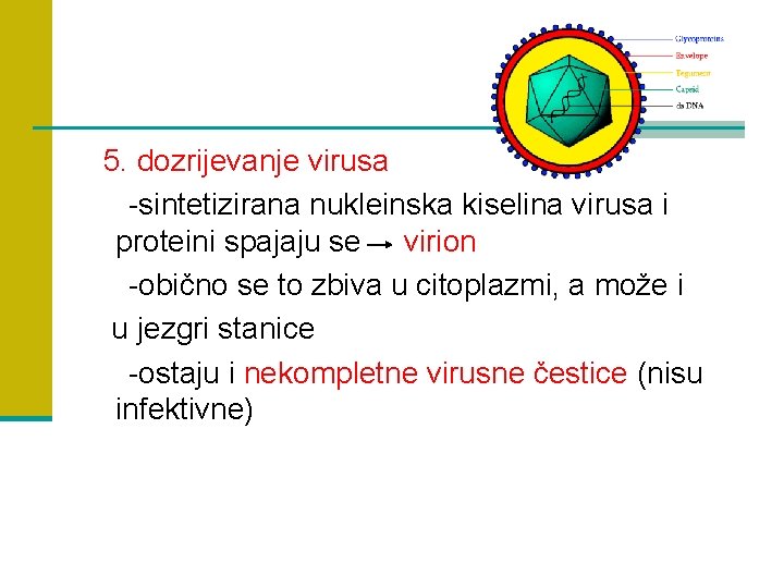 5. dozrijevanje virusa -sintetizirana nukleinska kiselina virusa i proteini spajaju se virion -obično se