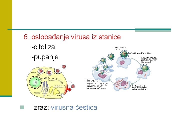 6. oslobađanje virusa iz stanice -citoliza -pupanje n izraz: virusna čestica 