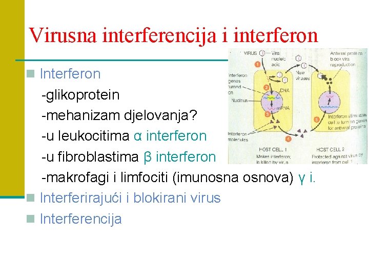 Virusna interferencija i interferon n Interferon -glikoprotein -mehanizam djelovanja? -u leukocitima α interferon -u