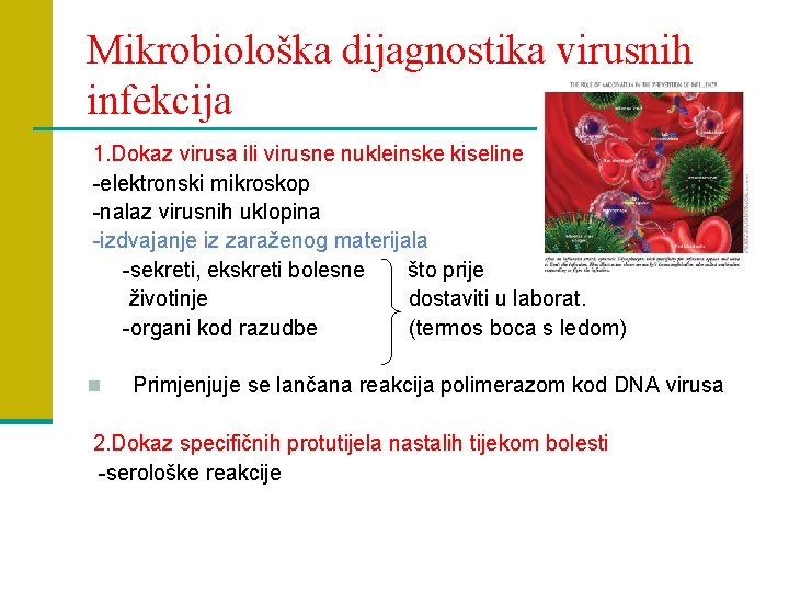 Mikrobiološka dijagnostika virusnih infekcija 1. Dokaz virusa ili virusne nukleinske kiseline -elektronski mikroskop -nalaz