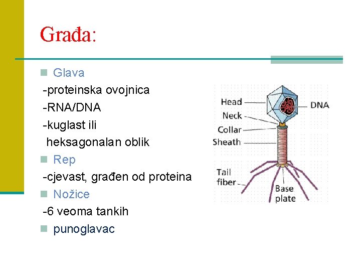 Građa: n Glava -proteinska ovojnica -RNA/DNA -kuglast ili heksagonalan oblik n Rep -cjevast, građen