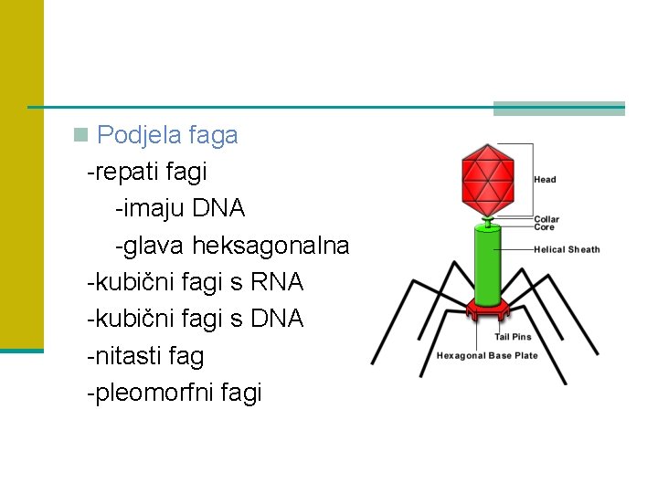 n Podjela faga -repati fagi -imaju DNA -glava heksagonalna -kubični fagi s RNA -kubični