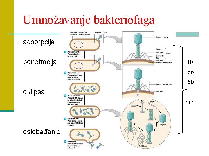 Umnožavanje bakteriofaga adsorpcija penetracija 10 do 60 eklipsa min. oslobađanje 10 