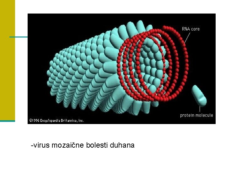 -virus mozaične bolesti duhana 