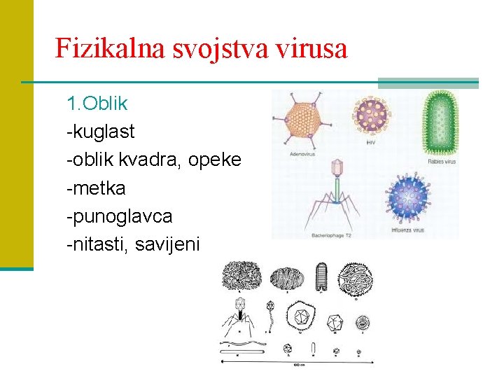 Fizikalna svojstva virusa 1. Oblik -kuglast -oblik kvadra, opeke -metka -punoglavca -nitasti, savijeni 