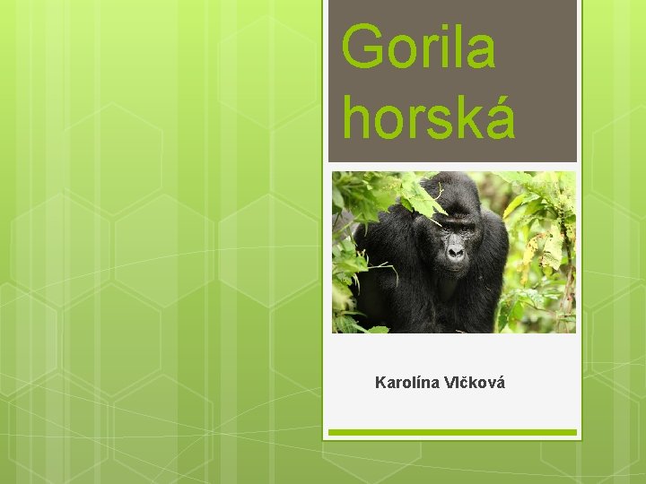 Gorila horská Karolína Vlčková 