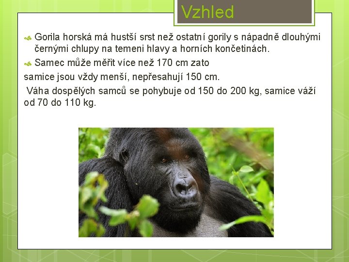 Vzhled Gorila horská má hustší srst než ostatní gorily s nápadně dlouhými černými chlupy