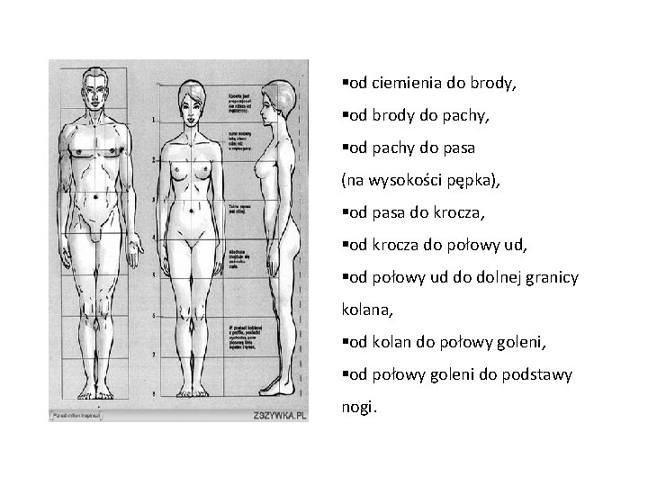 §od ciemienia do brody, §od brody do pachy, §od pachy do pasa (na wysokości