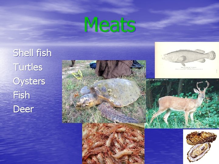 Meats Shell fish Turtles Oysters Fish Deer 