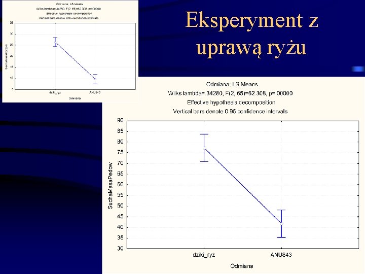 Eksperyment z uprawą ryżu 73 