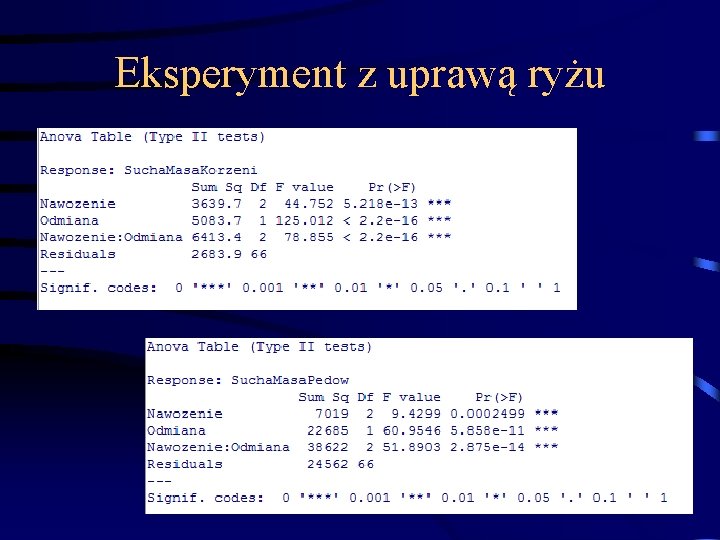 Eksperyment z uprawą ryżu 75 