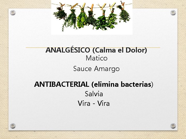 ANALGÉSICO (Calma el Dolor) Matico Sauce Amargo ANTIBACTERIAL (elimina bacterias) Salvia Vira - Vira