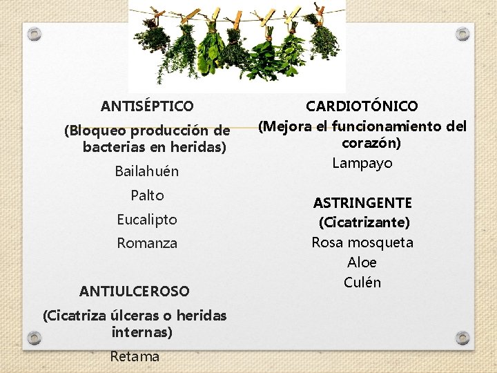 ANTISÉPTICO (Bloqueo producción de bacterias en heridas) Bailahuén Palto Eucalipto Romanza ANTIULCEROSO (Cicatriza úlceras