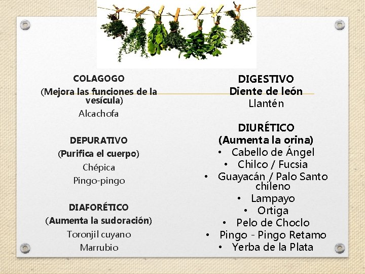 COLAGOGO (Mejora las funciones de la vesícula) Alcachofa DEPURATIVO (Purifica el cuerpo) Chépica Pingo-pingo