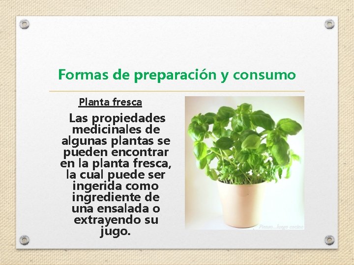 Formas de preparación y consumo Planta fresca Las propiedades medicinales de algunas plantas se