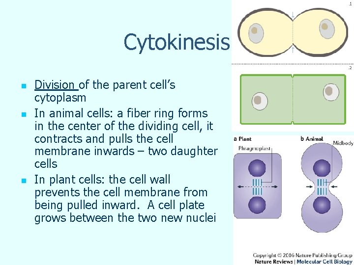 Cytokinesis n n n Division of the parent cell’s cytoplasm In animal cells: a Cytokinesis n n n Division of the parent cell’s cytoplasm In animal cells: a