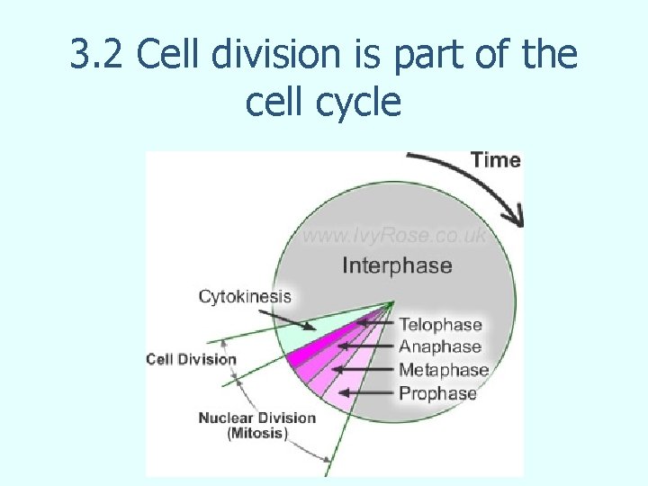 3. 2 Cell division is part of the cell cycle 3. 2 Cell division is part of the cell cycle