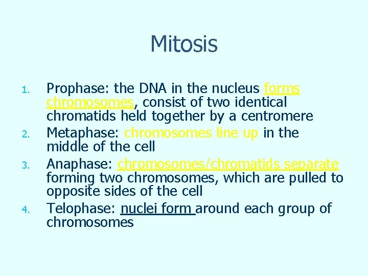 Mitosis 1. 2. 3. 4. Prophase: the DNA in the nucleus forms chromosomes, consist Mitosis 1. 2. 3. 4. Prophase: the DNA in the nucleus forms chromosomes, consist