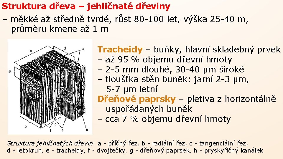 Struktura dřeva – jehličnaté dřeviny – měkké až středně tvrdé, růst 80 -100 let,