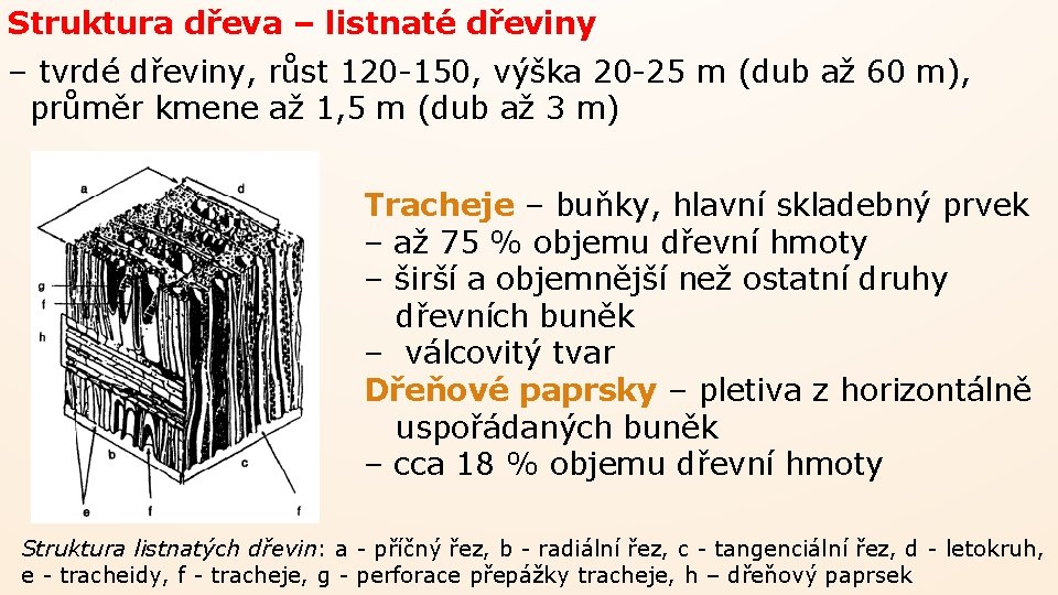 Struktura dřeva – listnaté dřeviny – tvrdé dřeviny, růst 120 -150, výška 20 -25 Struktura dřeva – listnaté dřeviny – tvrdé dřeviny, růst 120 -150, výška 20 -25