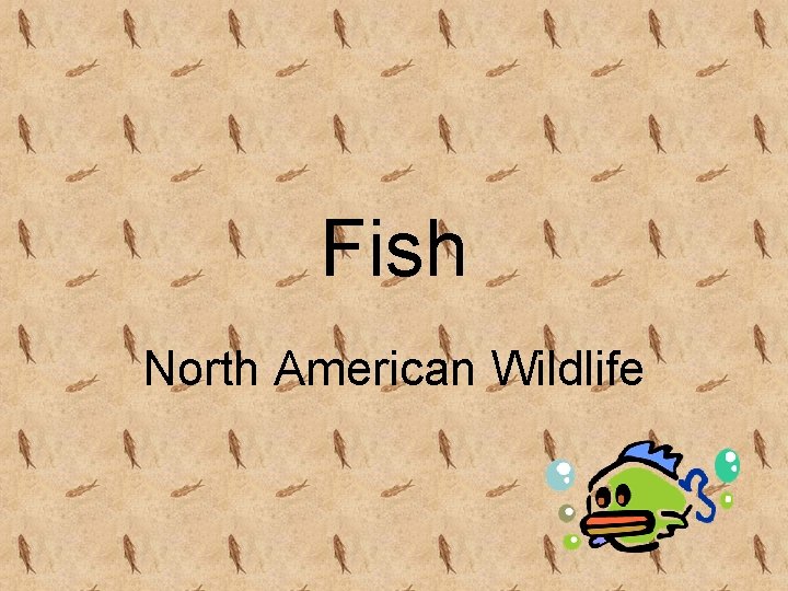 Fish North American Wildlife 