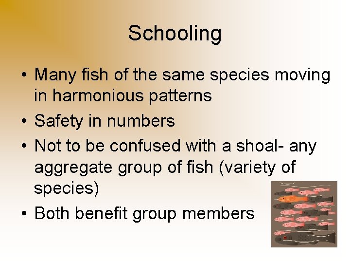 Schooling • Many fish of the same species moving in harmonious patterns • Safety