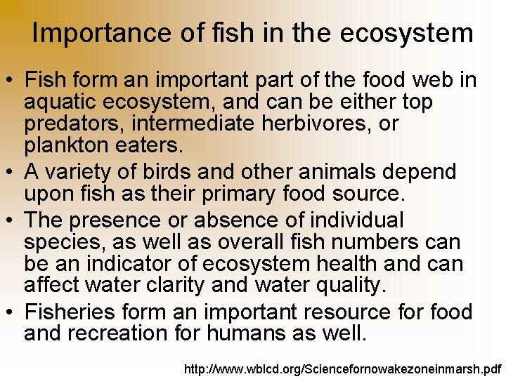 Importance of fish in the ecosystem • Fish form an important part of the
