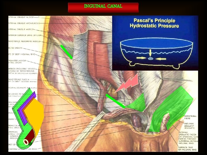 INGUINAL CANAL 