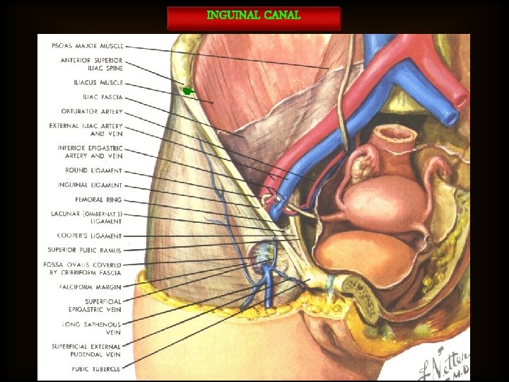 INGUINAL CANAL 