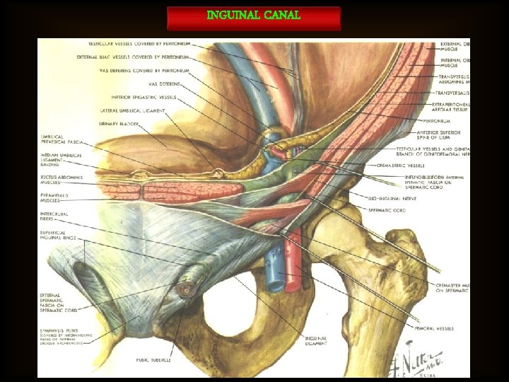 INGUINAL CANAL 