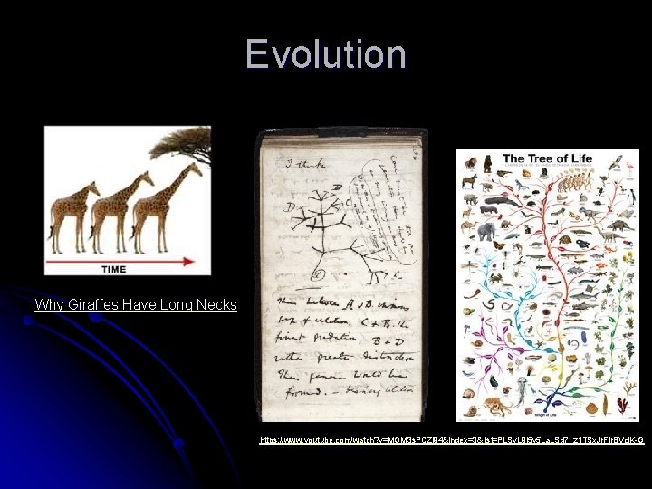 Evolution Why Giraffes Have Long Necks https: //www. youtube. com/watch? v=MGM 3 s. PCZl