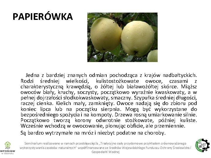 PAPIERÓWKA Jedna z bardziej znanych odmian pochodząca z krajów nadbałtyckich. Rodzi średniej wielkości, kulistostożkowate