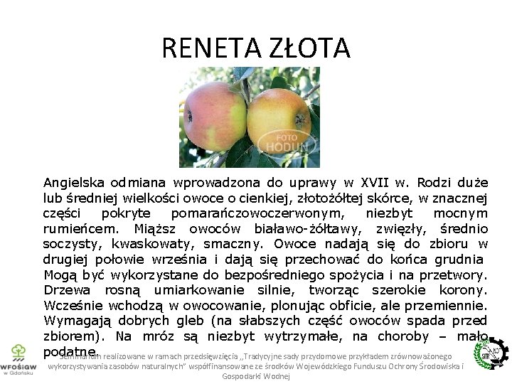 RENETA ZŁOTA Angielska odmiana wprowadzona do uprawy w XVII w. Rodzi duże lub średniej