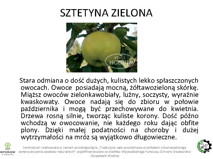 SZTETYNA ZIELONA Stara odmiana o dość dużych, kulistych lekko spłaszczonych owocach. Owoce posiadają mocną,