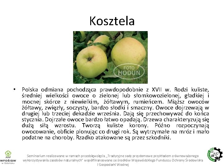 Kosztela • Polska odmiana pochodząca prawdopodobnie z XVII w. Rodzi kuliste, średniej wielkości owoce