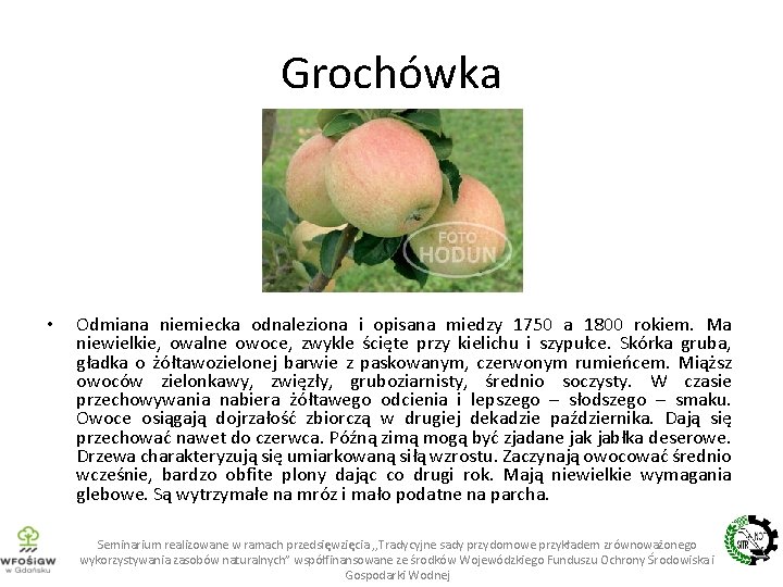 Grochówka • Odmiana niemiecka odnaleziona i opisana miedzy 1750 a 1800 rokiem. Ma niewielkie,