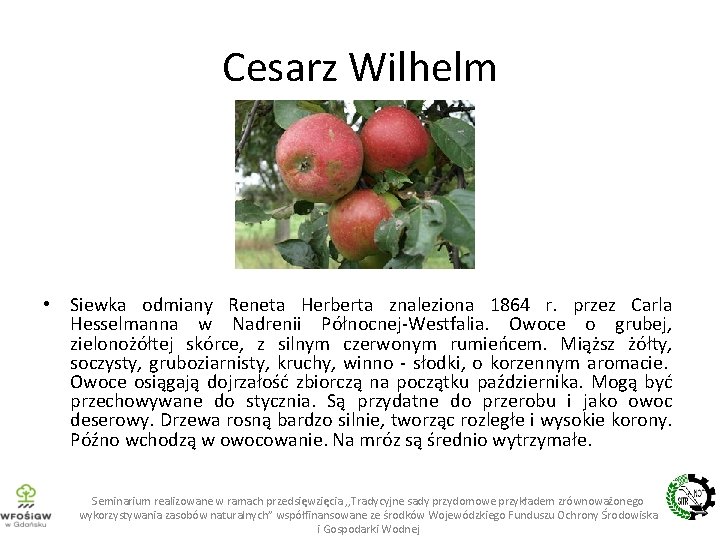 Cesarz Wilhelm • Siewka odmiany Reneta Herberta znaleziona 1864 r. przez Carla Hesselmanna w