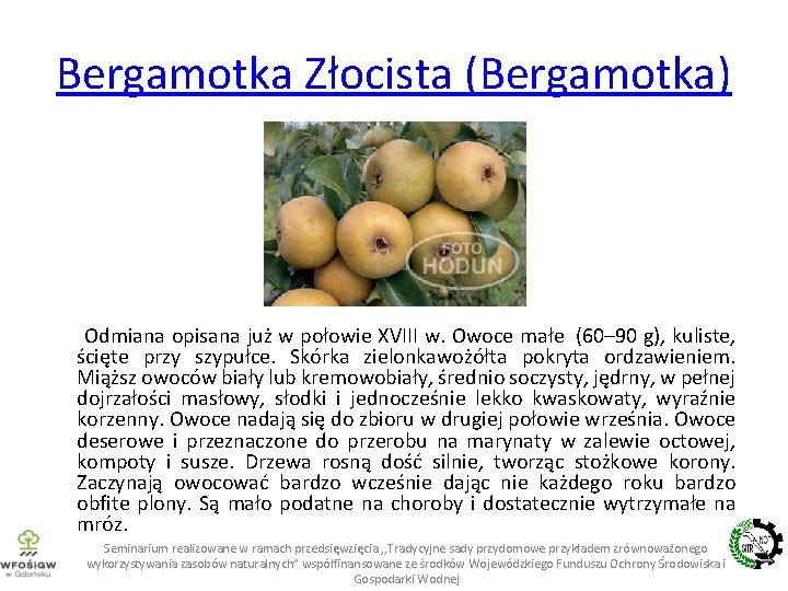 Bergamotka Złocista (Bergamotka) Odmiana opisana już w połowie XVIII w. Owoce małe (60– 90