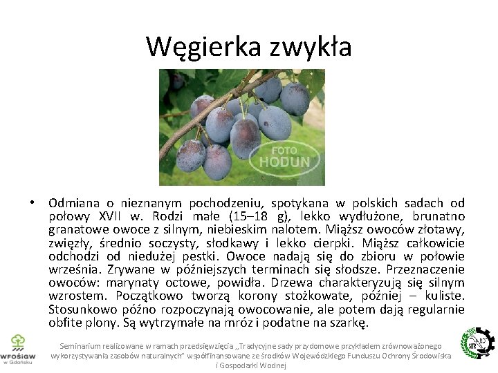 Węgierka zwykła • Odmiana o nieznanym pochodzeniu, spotykana w polskich sadach od połowy XVII