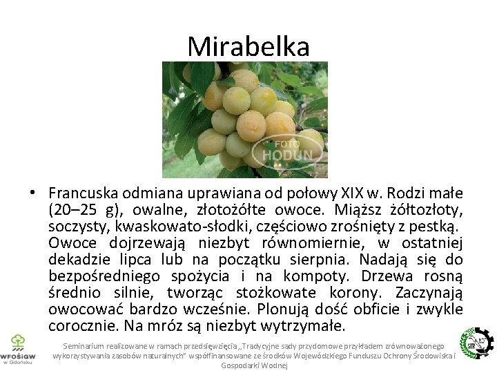 Mirabelka • Francuska odmiana uprawiana od połowy XIX w. Rodzi małe (20– 25 g),